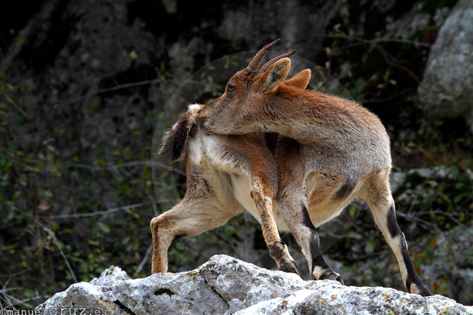 Cabra montesa (Capra pyrenaica)